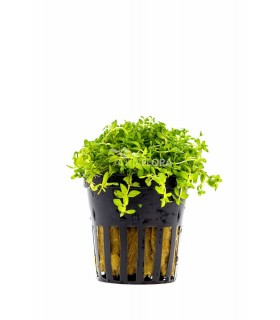 Micranthemum micranthemoides - PE