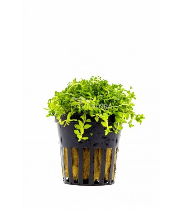 Micranthemum micranthemoides - PE