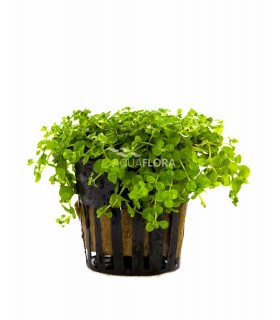 Micranthemum species 'Monte Carlo' - PE