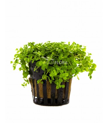 Micranthemum species 'Monte Carlo' - PE