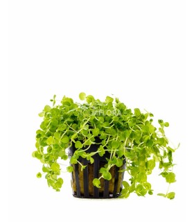 Micranthemum umbrosum - PE