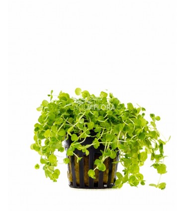 Micranthemum umbrosum - PE