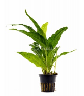 Microsorum pteropus - PE