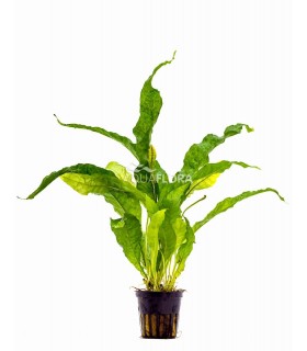 Microsorum pteropus 'Latifolia' - PE