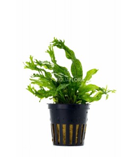 Microsorum pteropus 'Windelov' - PE