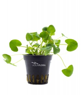 Nymphoides sp. 'Taiwan' - PE