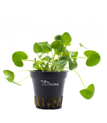 Nymphoides sp. 'Taiwan' - PE