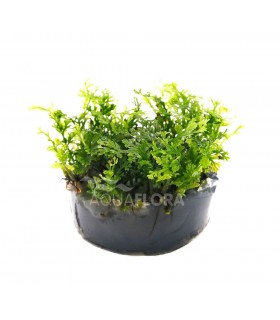 Bolbitis heteroclita 'Difformis - In Vitro Cup