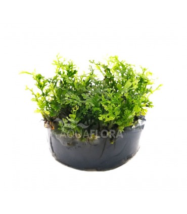 Bolbitis heteroclita 'Difformis - In Vitro Cup