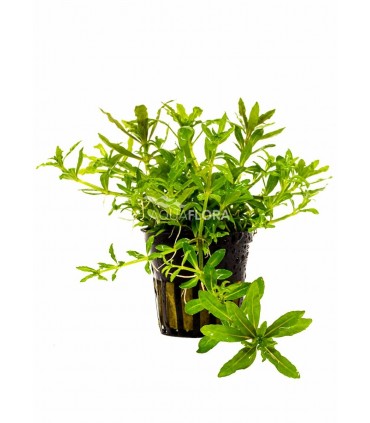 Pogostemon helferi - PE