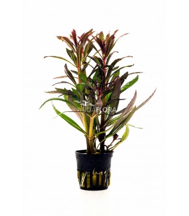 Pogostemon stellatus 'Rubra' - PE