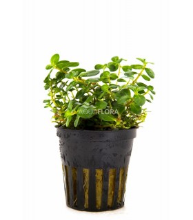 Rotala macrandra - PE