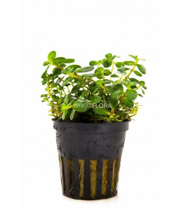 Rotala macrandra - PE