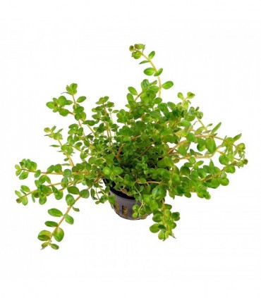 Rotala rotundifolia - PE