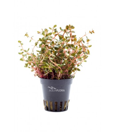 Rotala rotundifolia 'Orange Juice' - PE