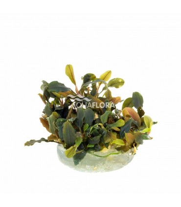 Bucephalandra 'Deep Purple' - In Vitro