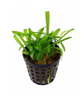 Sagittaria subulata - PE