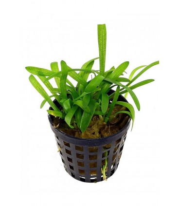 Sagittaria subulata - PE