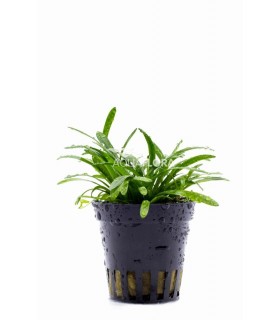 Sagittaria subulata 'Teres' - PE