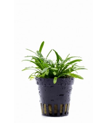 Sagittaria subulata 'Teres' - PE