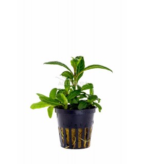 Staurogyne species 'Bihar' - PE