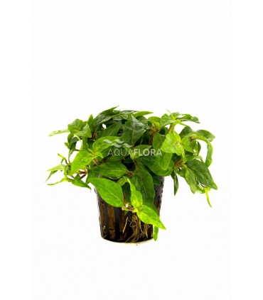 Staurogyne species 'Porto Velho' - PE