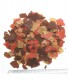Tetra Goldfish Colour - Mangime pesci rossi
