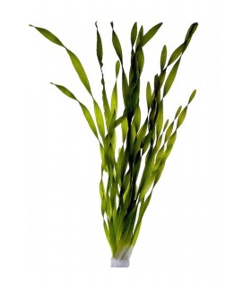 Vallisneria asiatica - PS