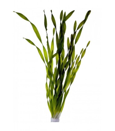 Vallisneria asiatica - PS