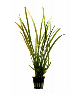 Vallisneria sp. 'Rubra' - PS