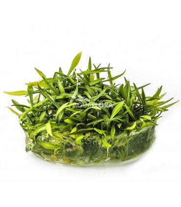 Cryptocoryne parva - In Vitro Cup