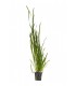 Vallisneria spiralis - PS