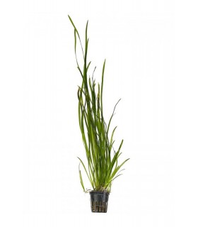 Vallisneria spiralis - PS