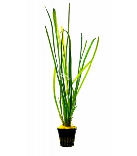 Vallisneria spiralis 'Leopard' - PS