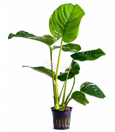 Anubias barteri - PE