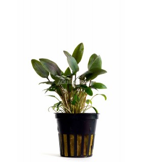 Cryptocoryne beckettii - PE