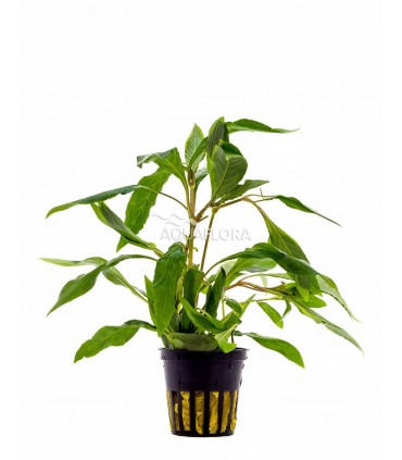 Hygrophila corymbosa 'Angustifolia' - XL