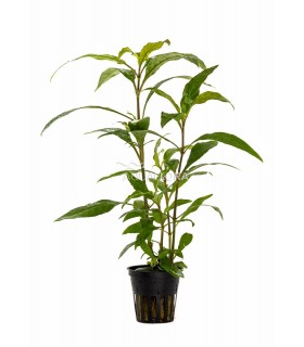 Hygrophila corymbosa 'Siamensis' - PE