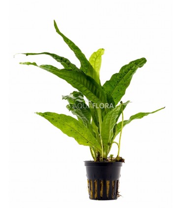 Microsorum pteropus - XL