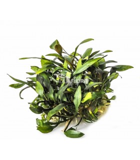 Cryptocoryne pygmaea - In Vitro Cup