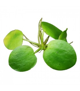 Limnobium laevigatum - LF