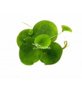 Limnobium spongia - LF