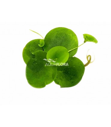 Limnobium spongia - LF