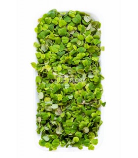 Phyllanthus fluitans - LF