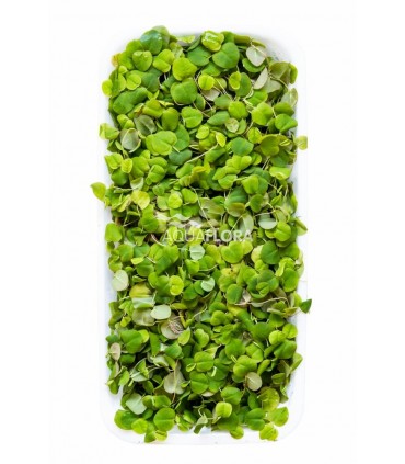 Phyllanthus fluitans - LF