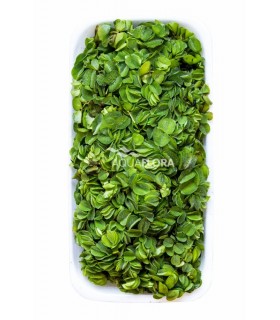 Salvinia natans - LF