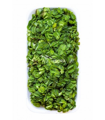 Salvinia natans - LF