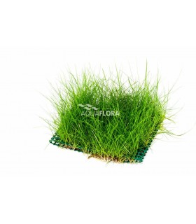 Eleocharis net 10x15cm - NE