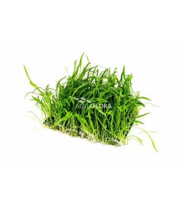 Lilaeopsis net 10x15cm - NE