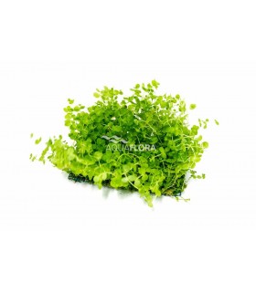 Micranthemum net 10x15cm